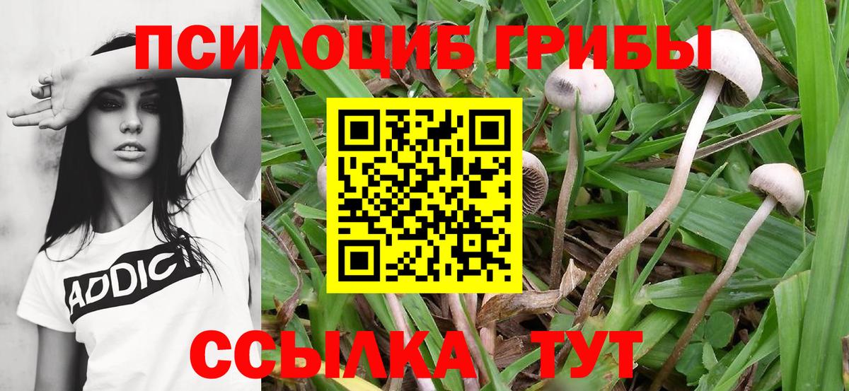 Биробиджан  Псилоцибиновые грибы Cubensis  Вход с VPN 